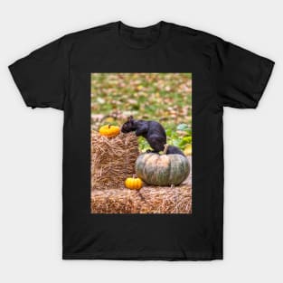 Squirrel examines a small orange pumpkin T-Shirt